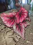 Begonia okazy kolekcjonerskie