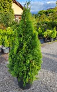 Tuja Thuja Szmaragd Żywotnik Zachodni 120cm Transport