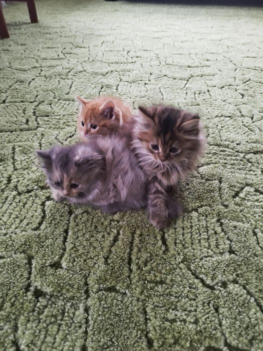 Віддам кошеня в добрі руки!