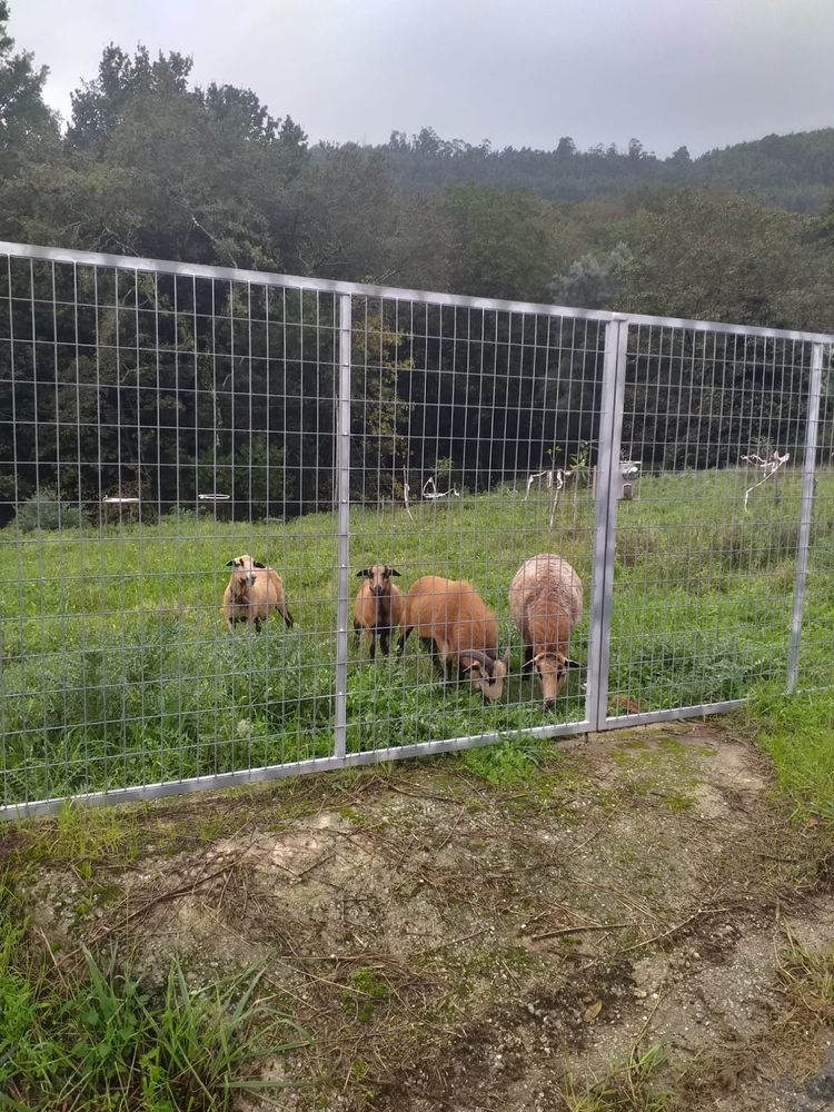 Macho dos camarões