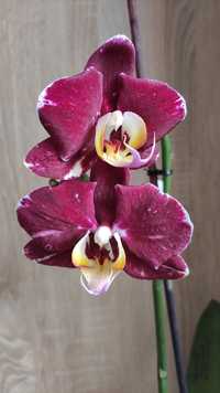 Орхидея Шоколад Исмаил