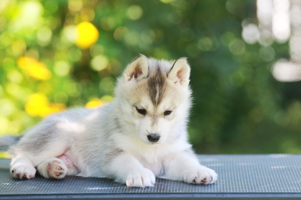 Siberian Husky FCI ZKwP