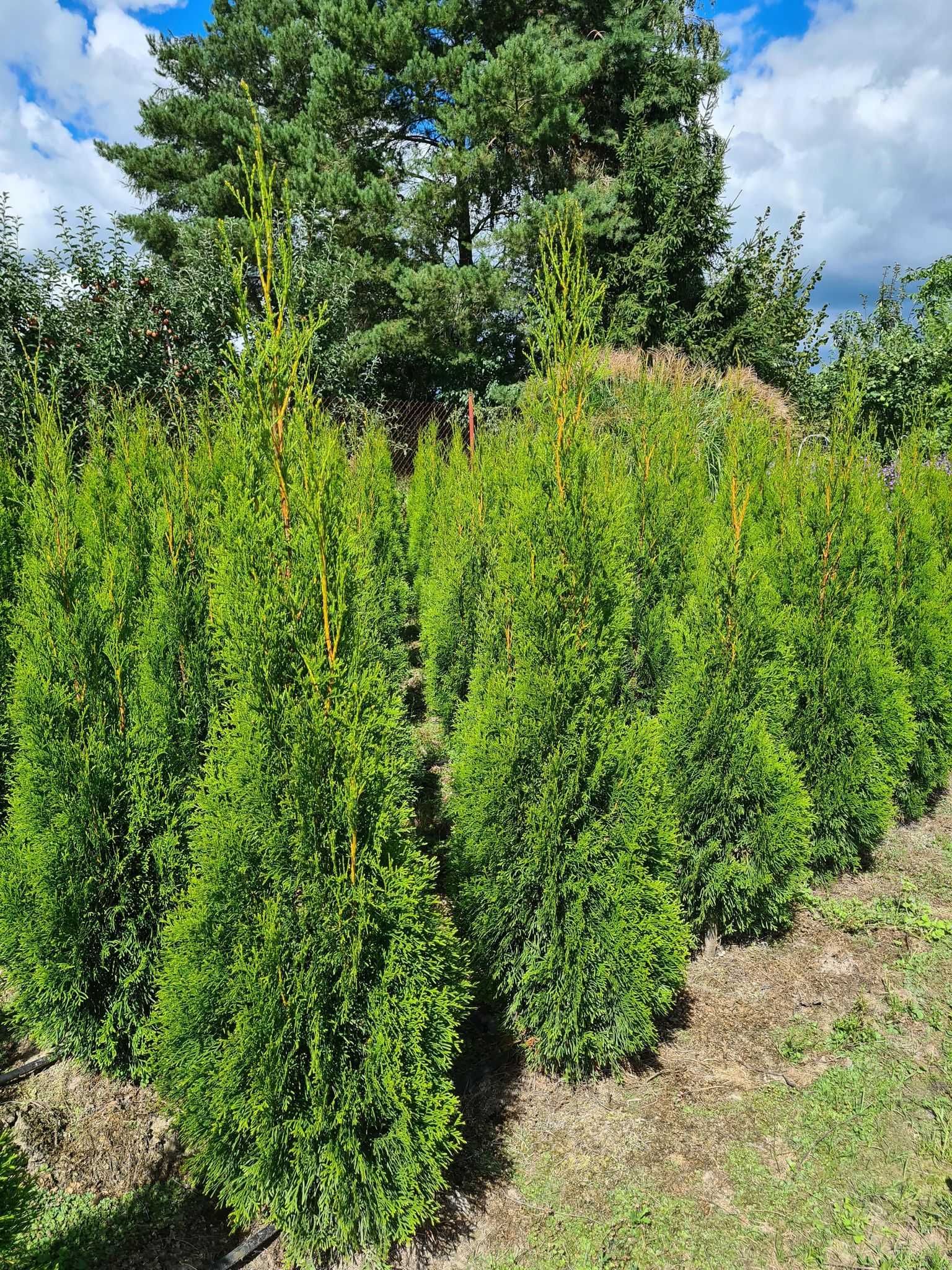 Tuja Szmaragd, Thuja Smaragd 120-140 cm SUPER JAKOŚĆ - PRODUCENT