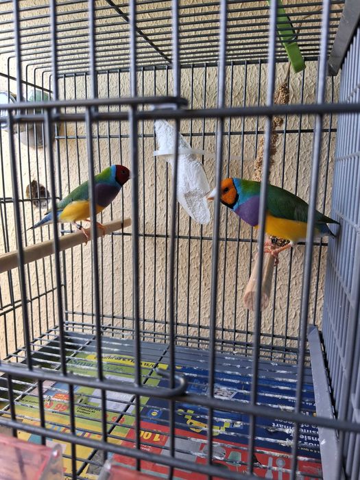 Diamantes gould 2025 , Bengalins  e Mandarins