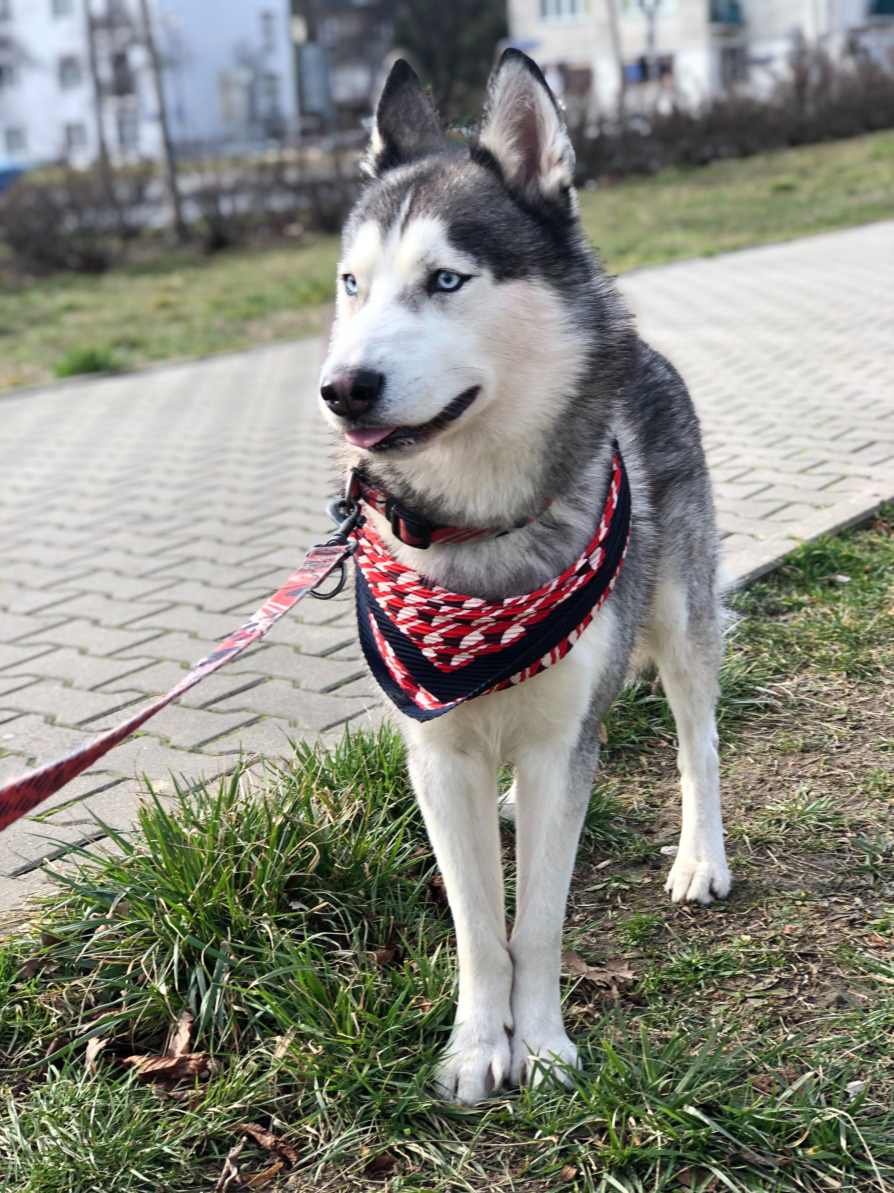 Вязка безкоштовно (документи польські)