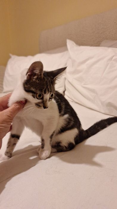 Gatinha para adoção