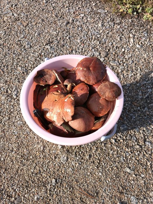 Grzyby świeże sprzedam 13 listopad