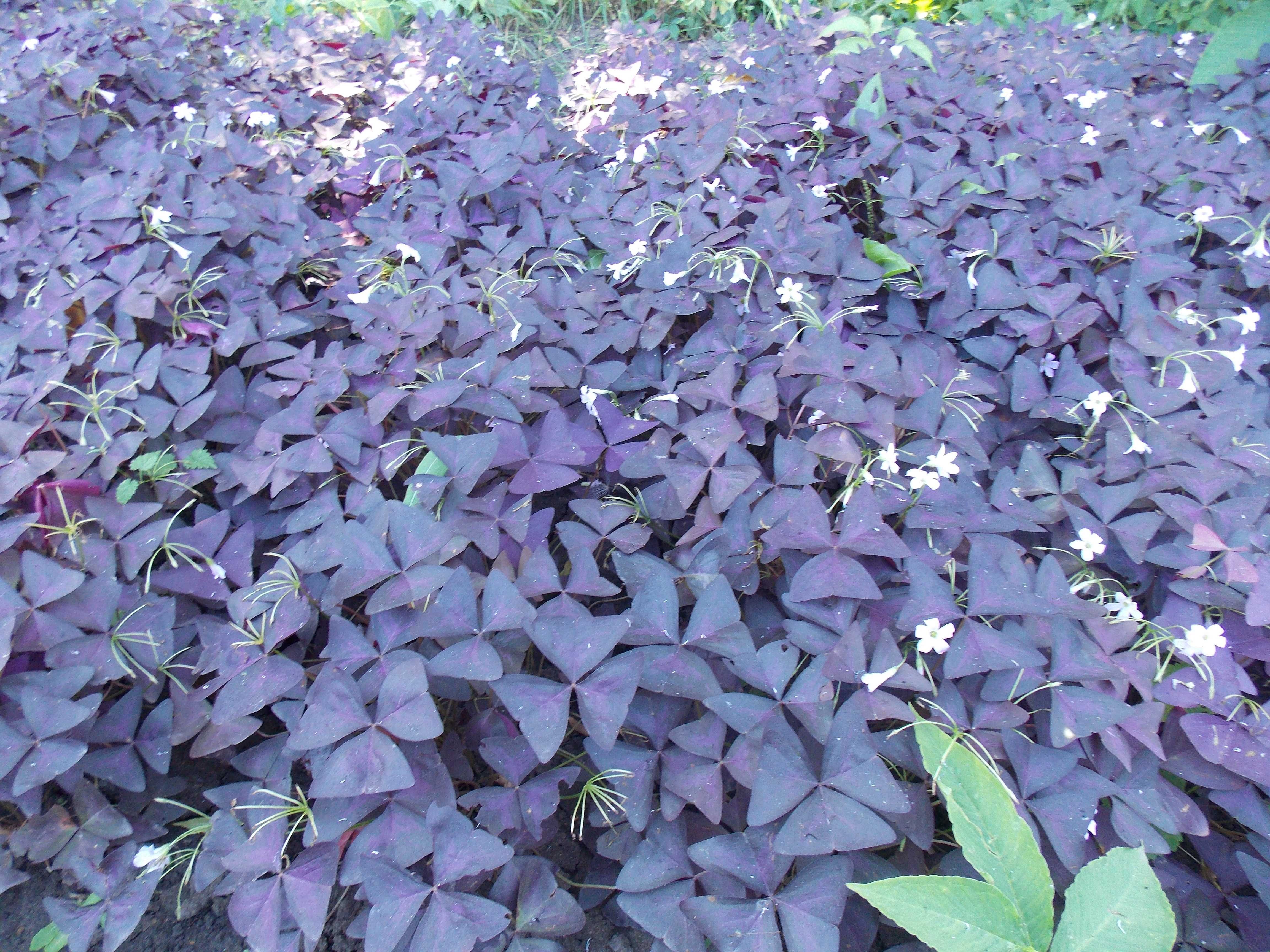 Oxalis triangularis