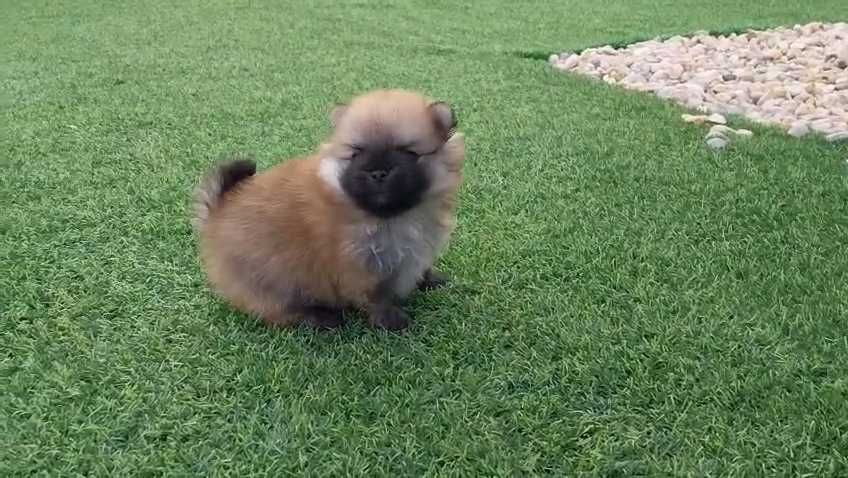 Lulu da Pomerânia com LOP (Pedigree) e Afixo