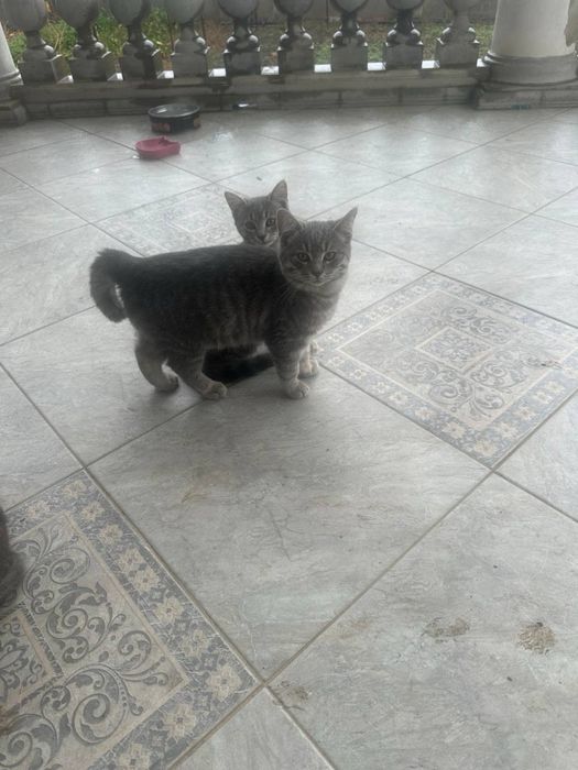 Бесплатно котетки