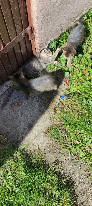 Kotki i kocica do oddania razem lub osobno