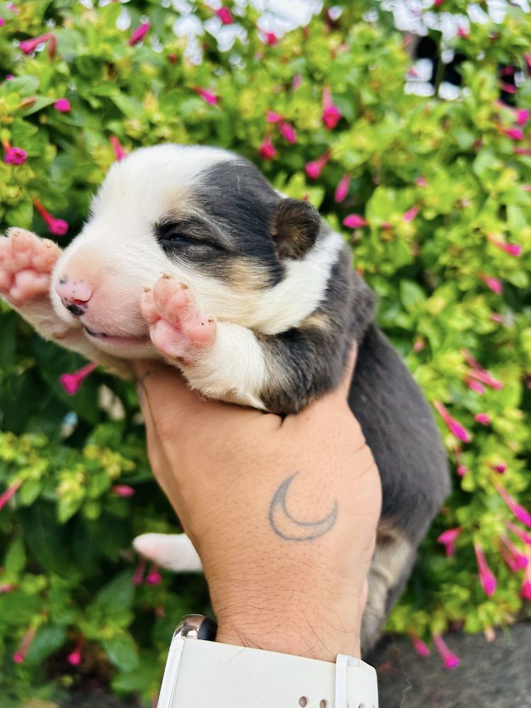 Menina border collie tricolor
