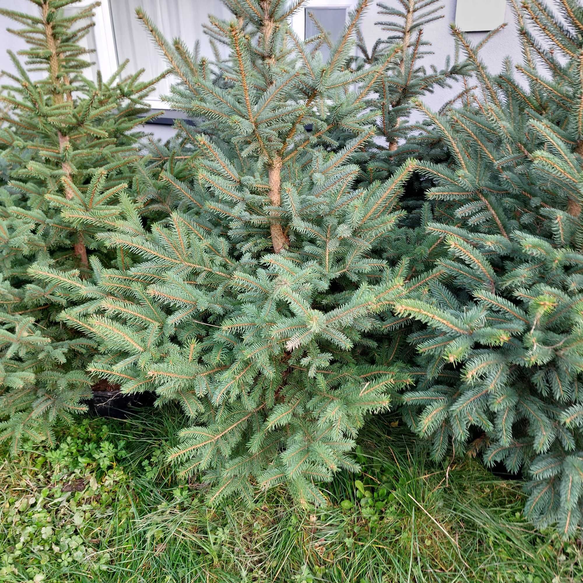 Świerk srebrny  do nasadzeń choinki hurt/detal