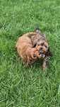 Cavapoo piesek F1 w super cenie