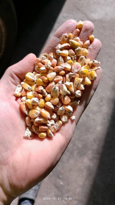 Kukurydza pszenica jęczmień owies pszenżyto