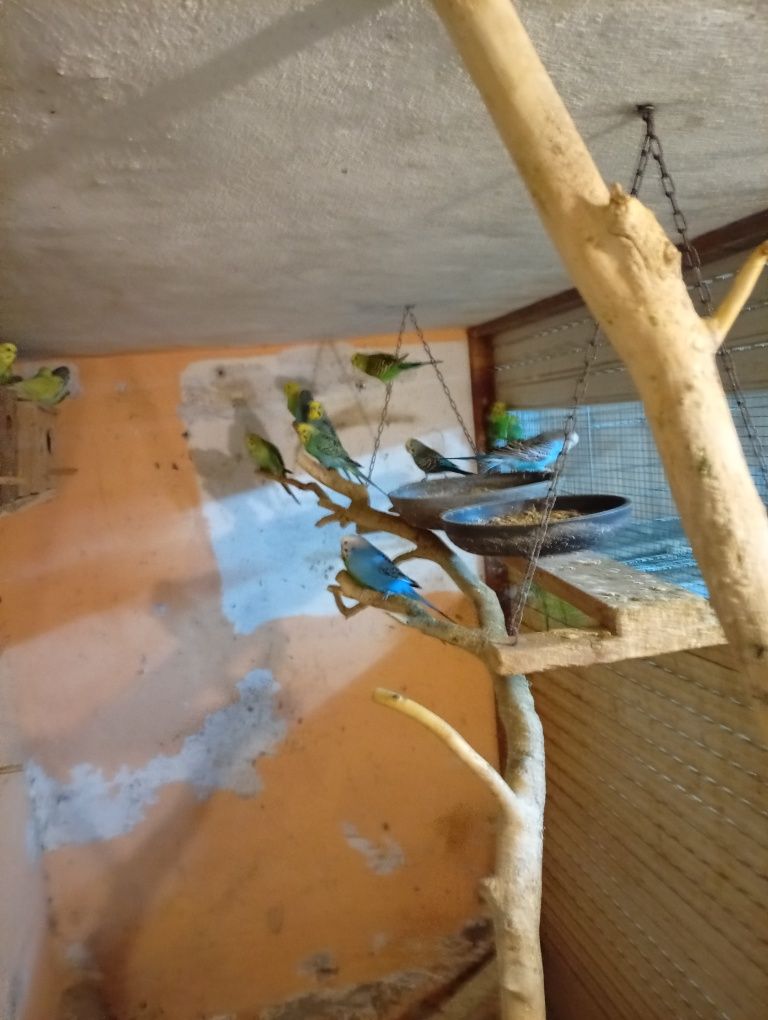 Aves piriquitos e agapórnis