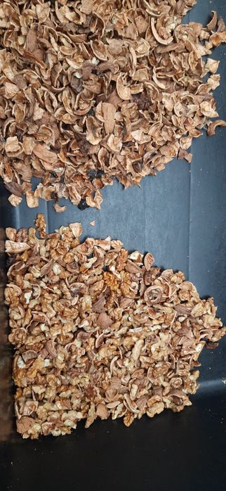 Linia do łuskania orzechów włoskich I laskowych