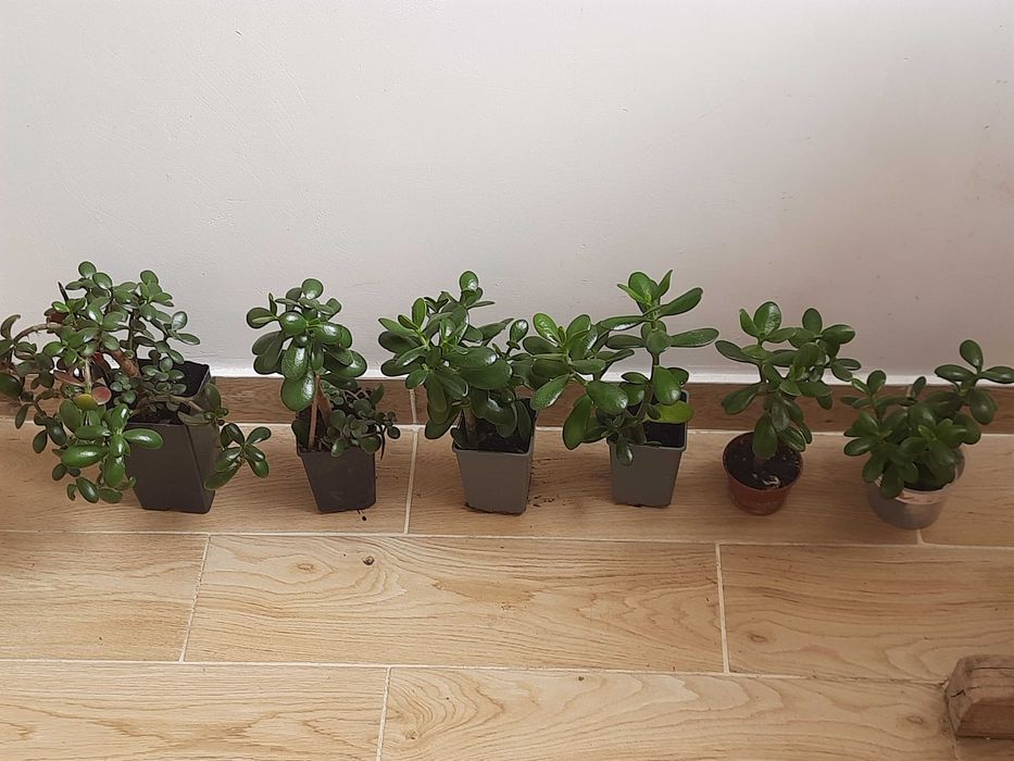 |Grubosz, drzewko szczęścia, wybór jednej z sześciu roslin