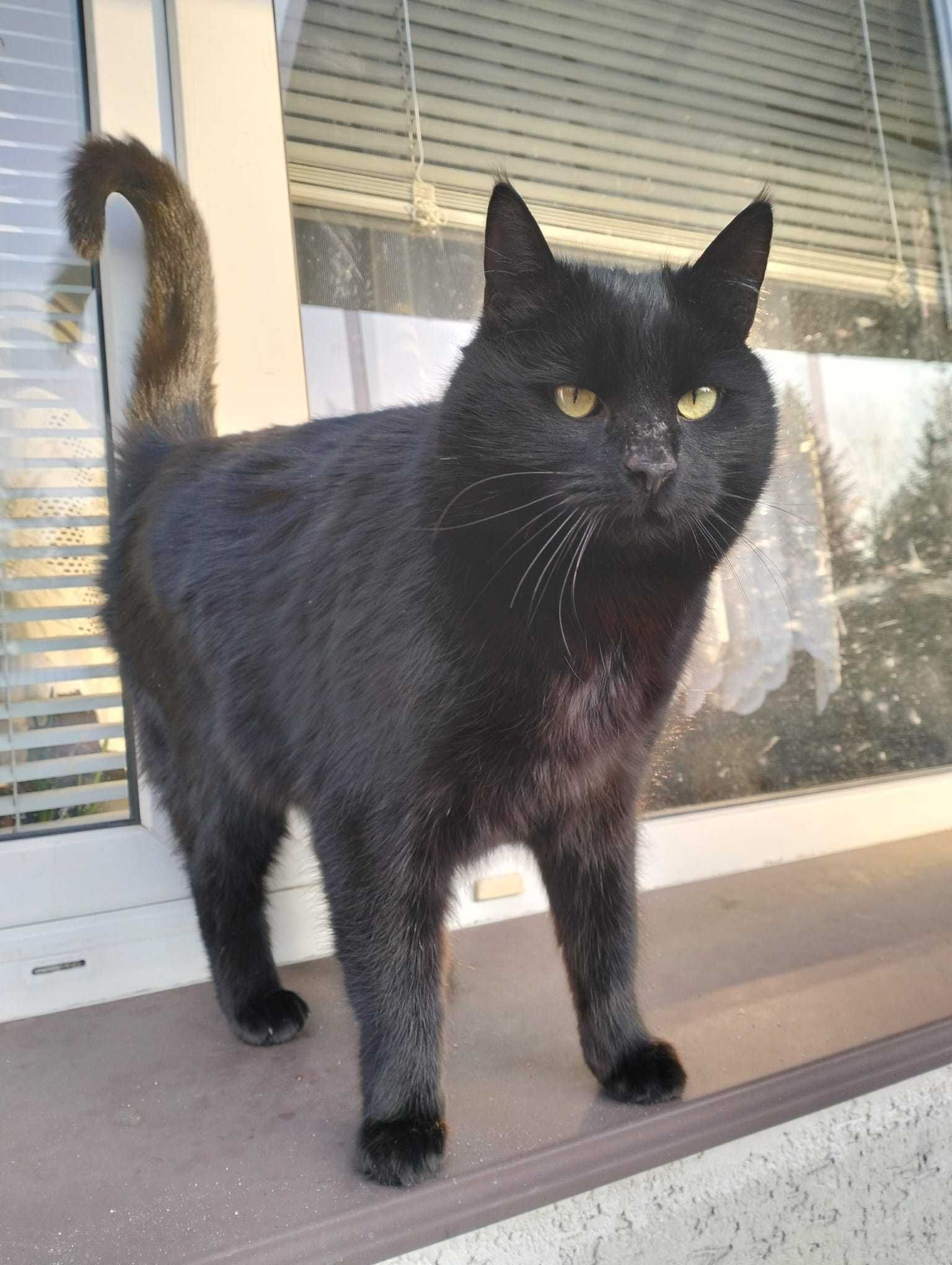 Kotka do adopcji