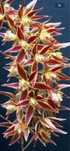 Орхідея Macradenia multiflora