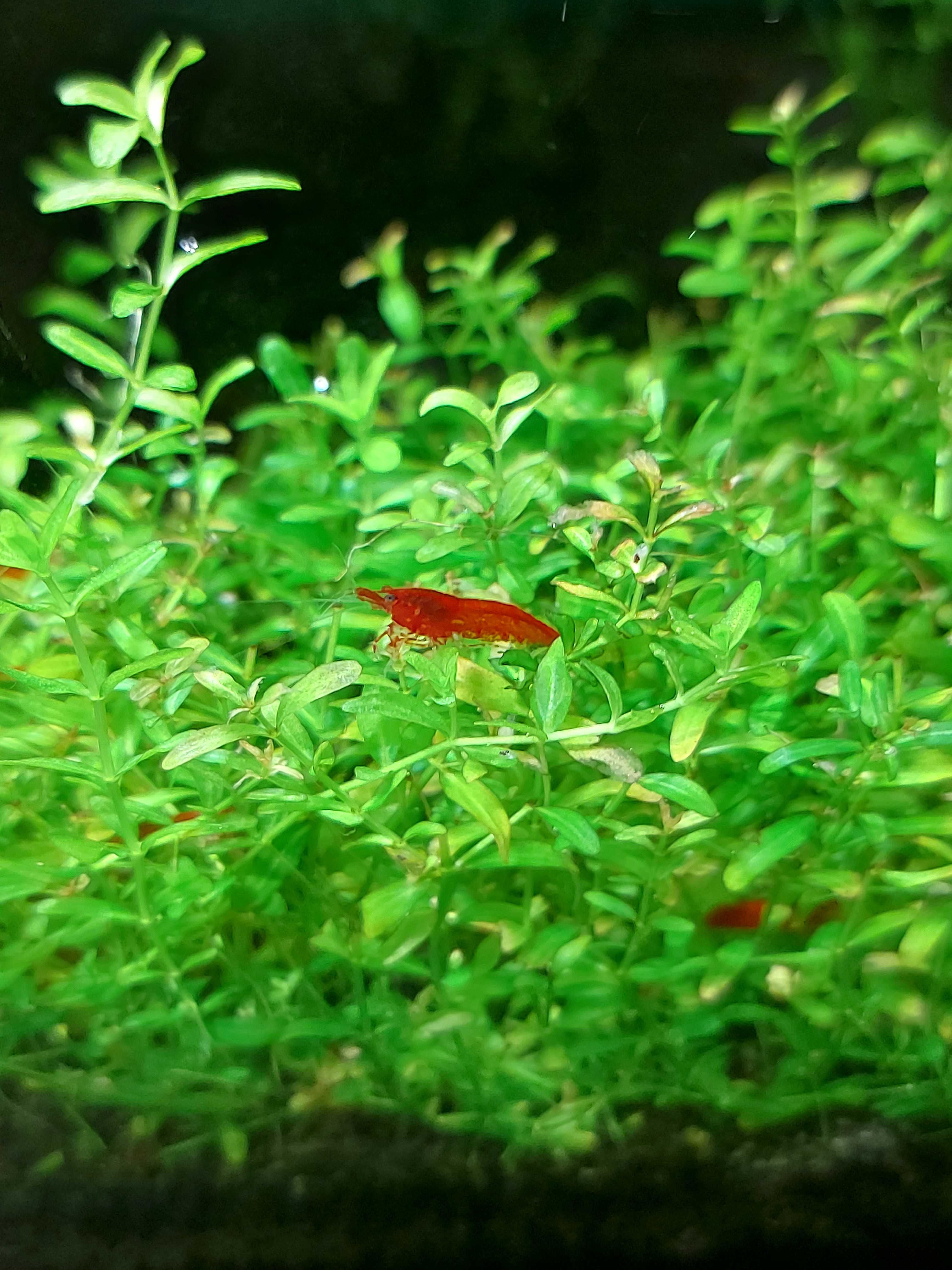 Krewetki red cherry