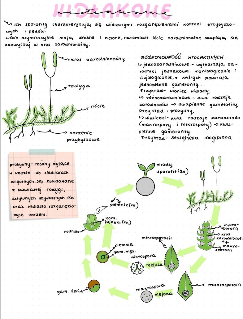 Rośliny nasienne- notatki