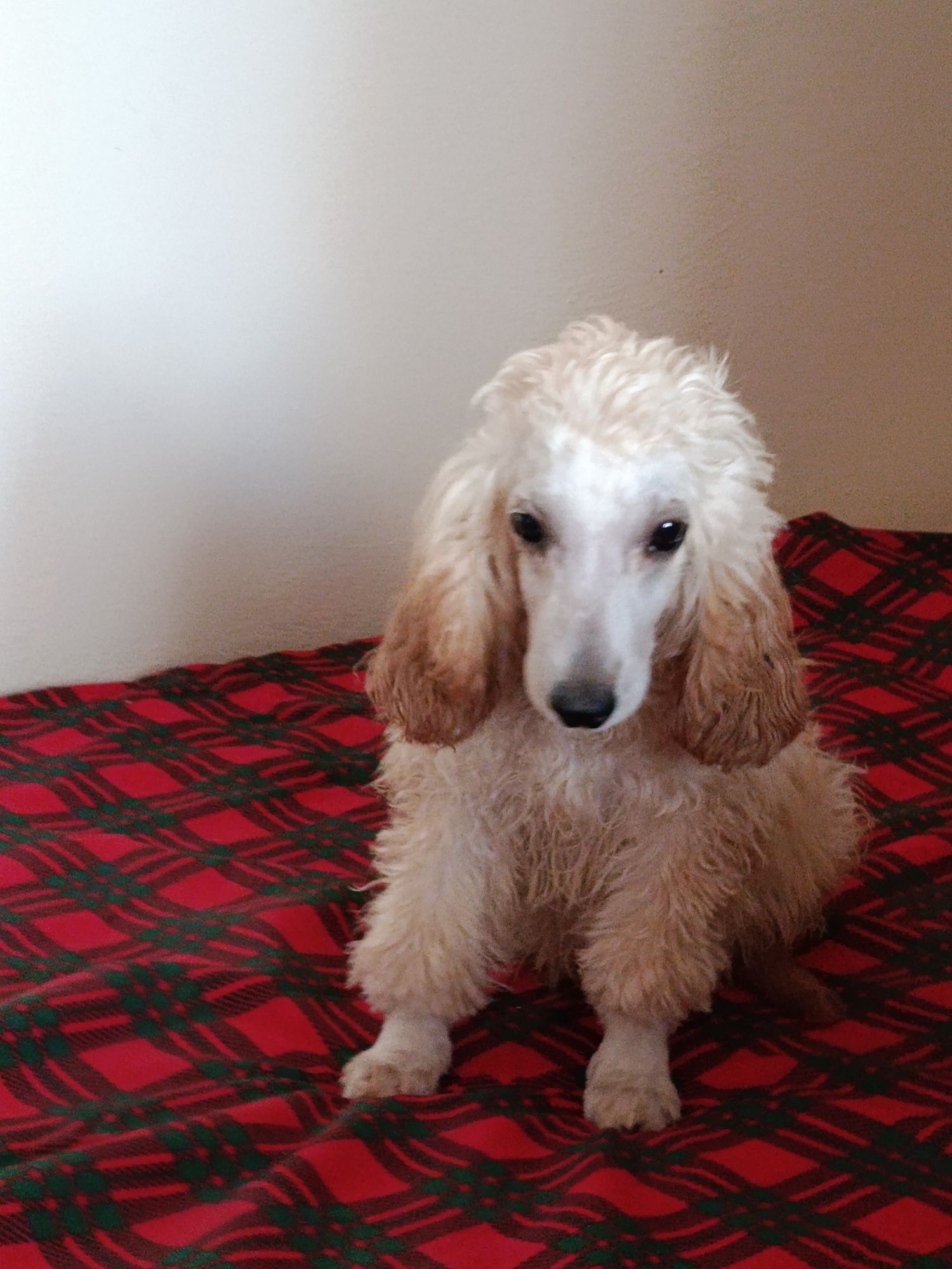 Cockapoo Piękny Chłopczyk