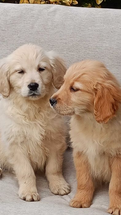 Goldenka, sunia, rodowód czteropokoleniowy,ur.23 lipca