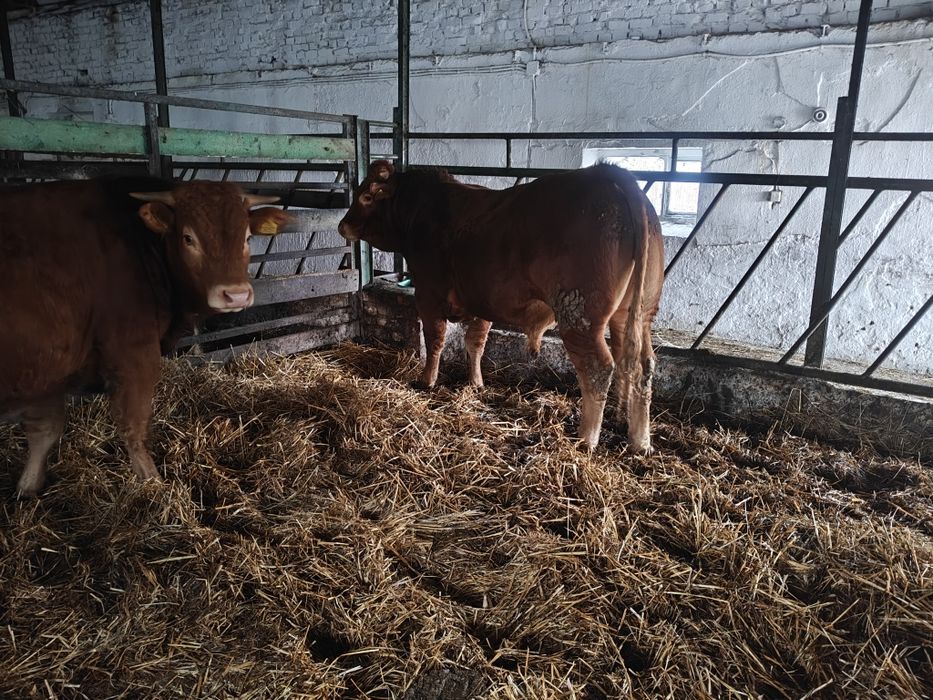 Buchaj limousine 100% lm