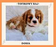 Cavalier King Charles Spaniel sunia-szczeniaki