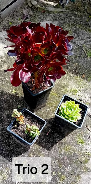 Trio de suculentas em vaso