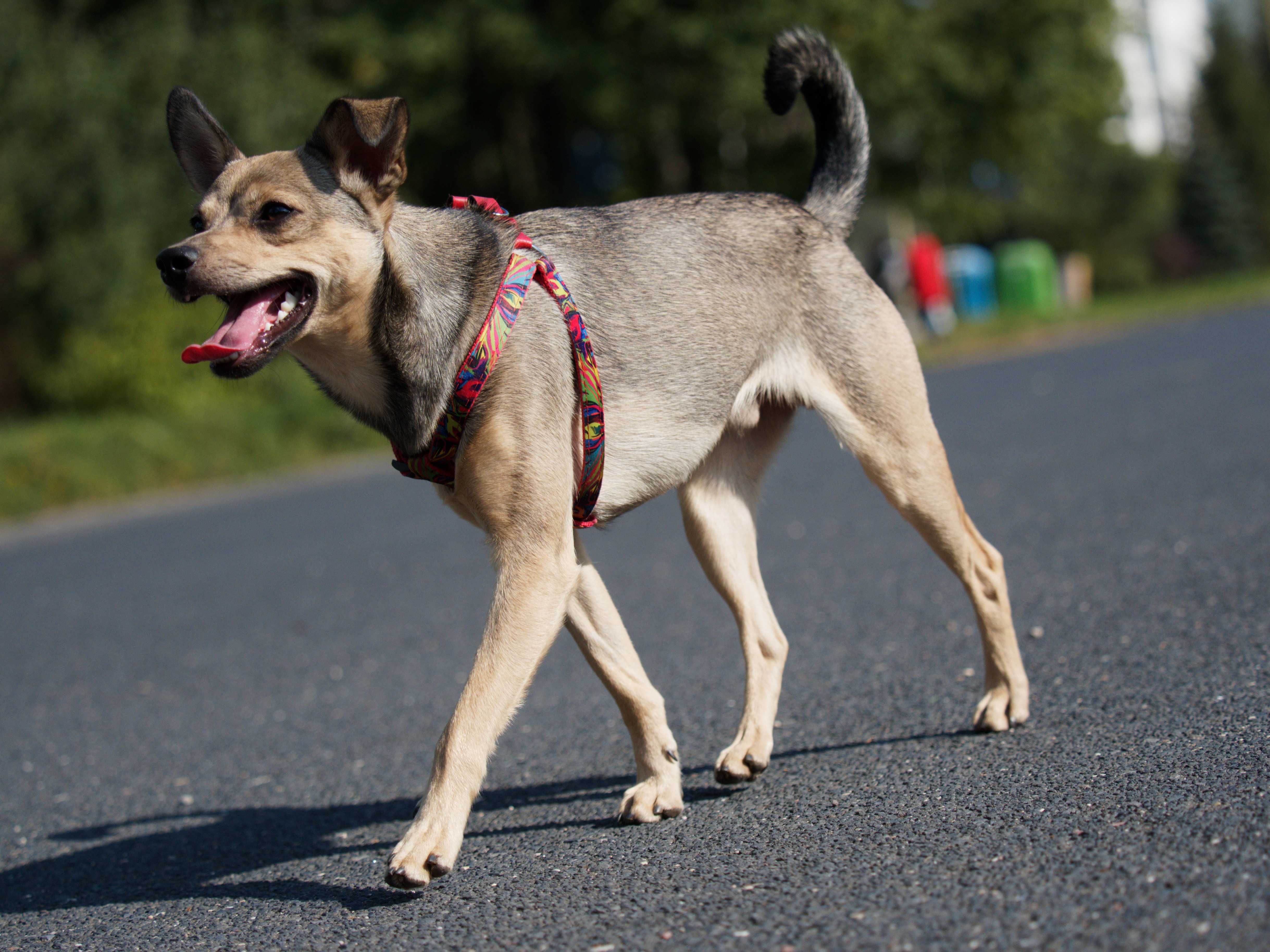 Młodziak 1,5roczny 8kg do adopcji piesek pies