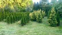 WYPRZEDAŻ Thuja Tuja SZMARAGD 160cm - 170cm - 180cm - 200cm
