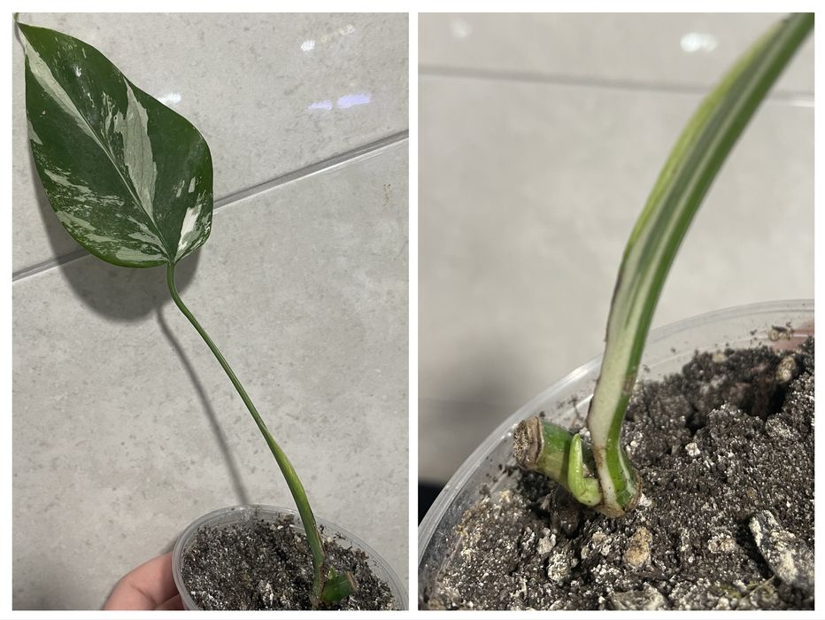 Монстера Аlbo white var, Тайське сузірʼя