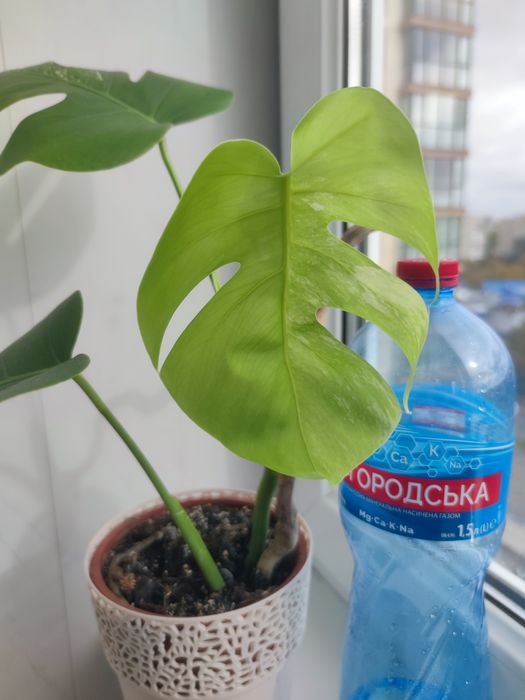 Монстера Альба, Монстера Адансона,  епіпремнум Хепі Лів, паперомія
