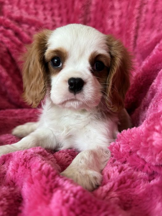 Piesek- Cavalier  King Charles Spaniel