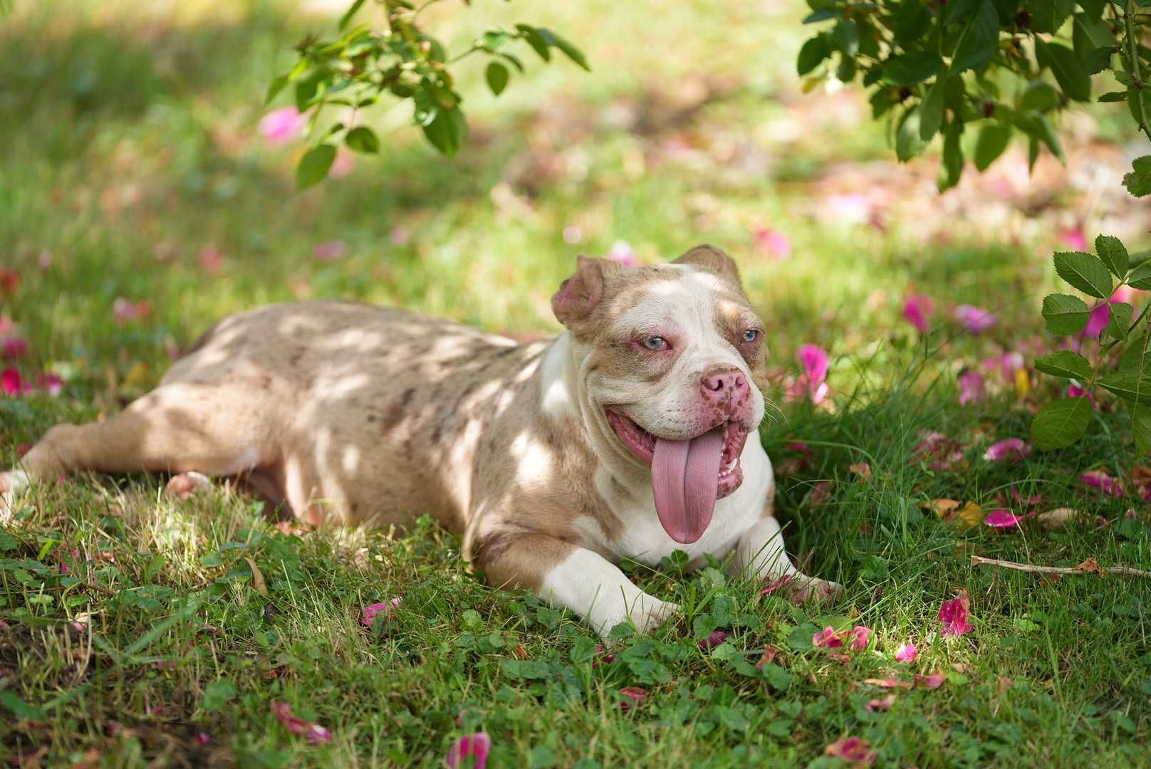Suczka American bully choco merle