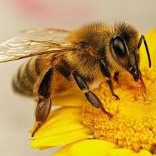 Продажа пчёл поштучно для апитерапии