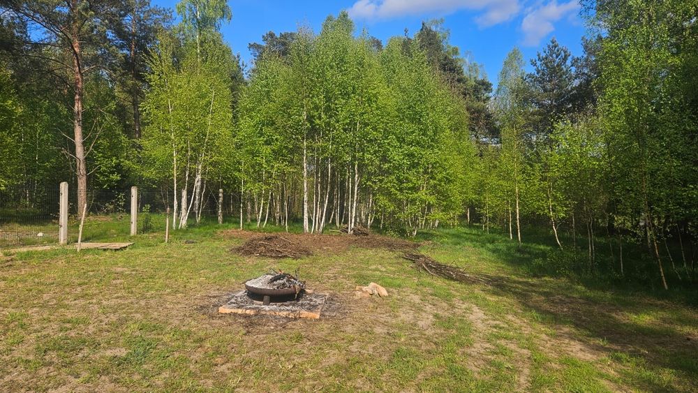 Działka Abisynia Borsk