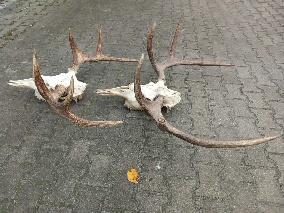 Poroże, Łoś, Rogi, Rosochy, Wieniec