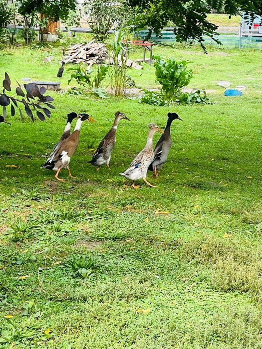 Kaczory BIEGUS INDYJSKI  czystej rasy z czubkiem