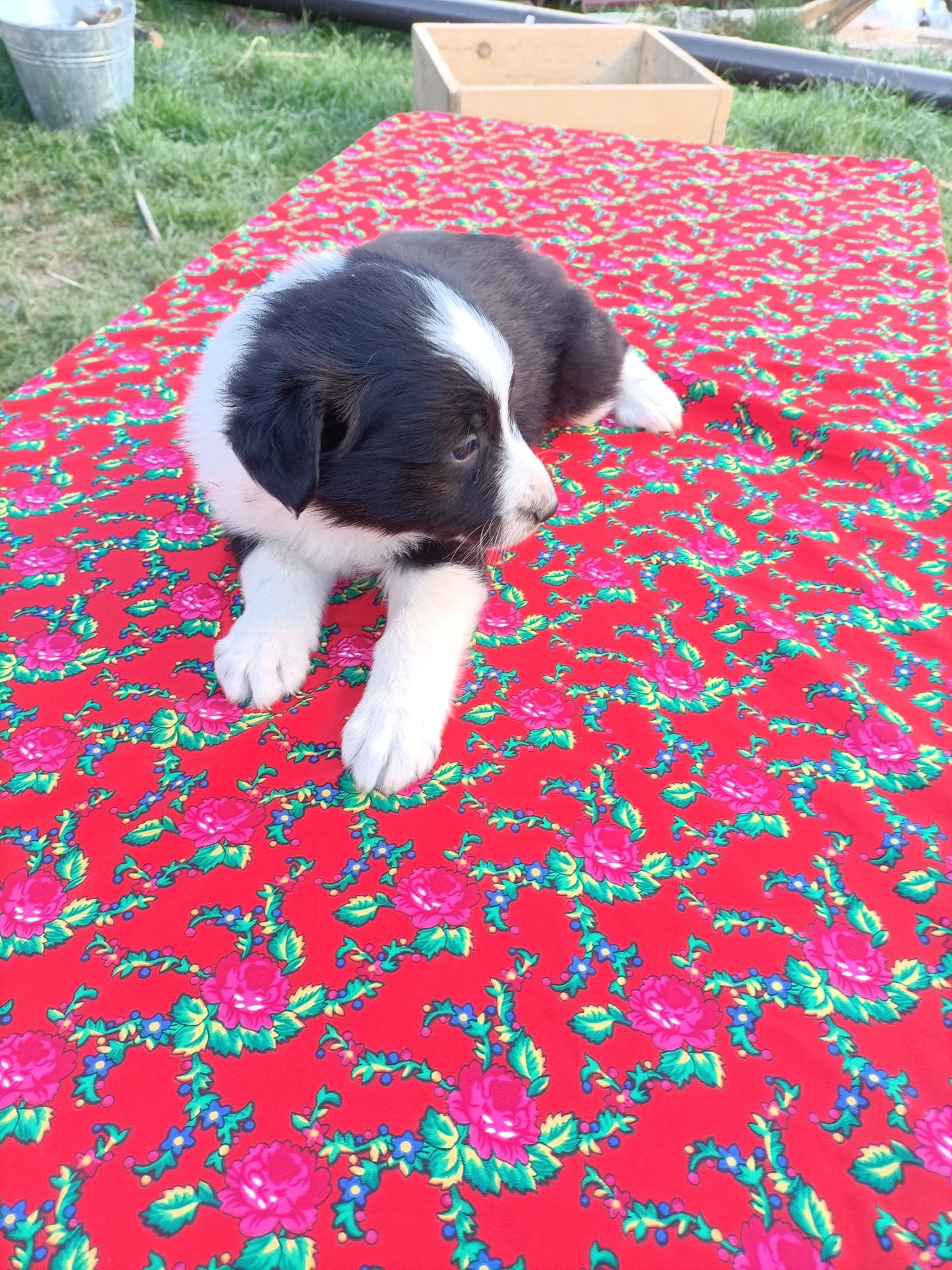 Pieski border collie