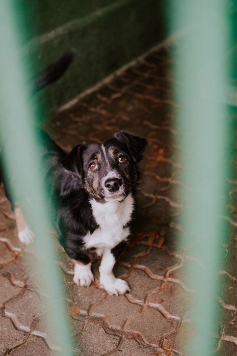 Przezimuj bezdomnego pieska!