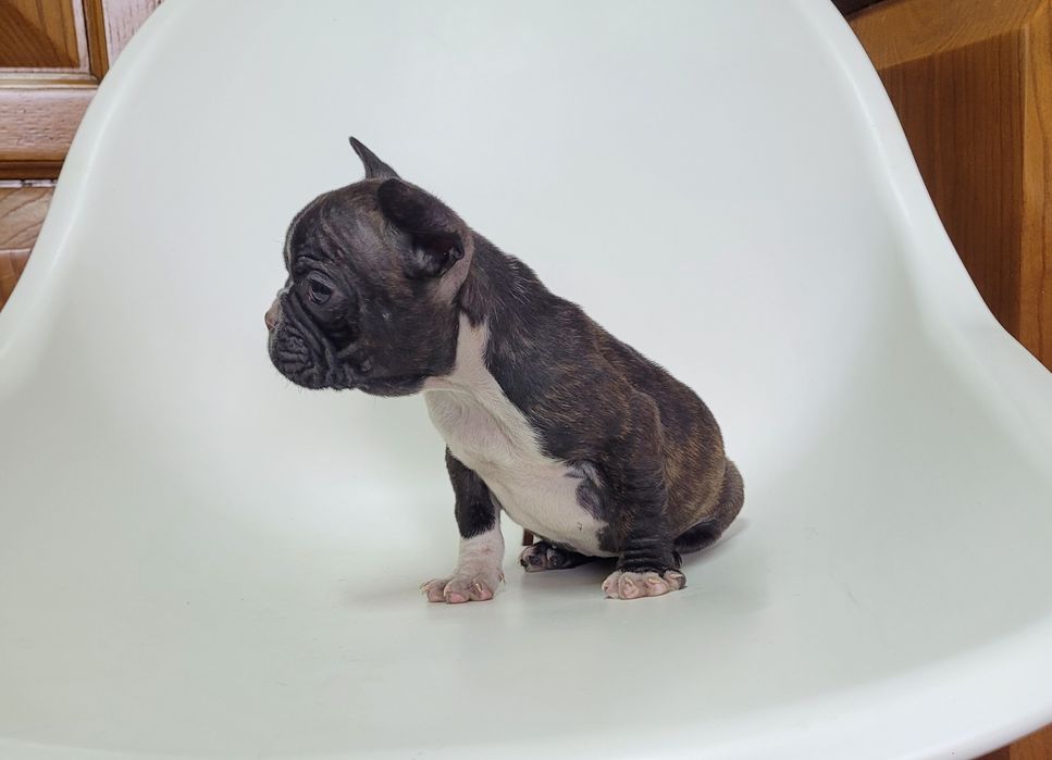 Bulldog femea tigrada