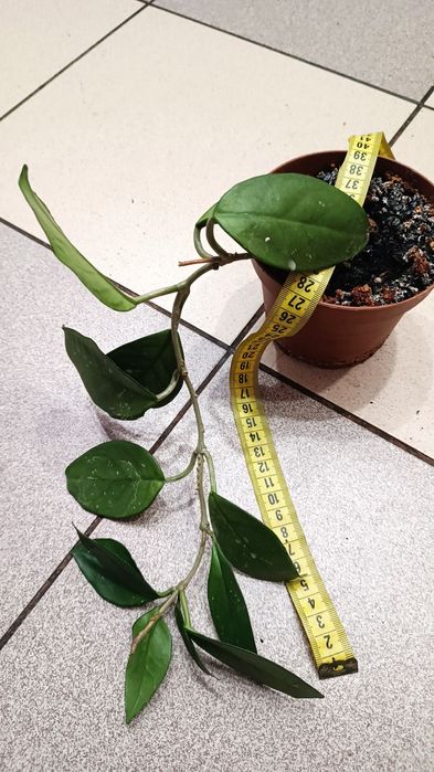 Хойя, хоя, восковой плющ