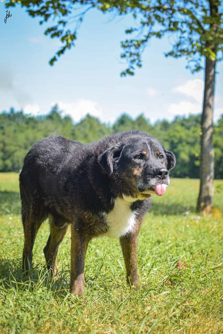 Na spacerach jeszcze potrafi się uśmiechać. Pies do adopcji!