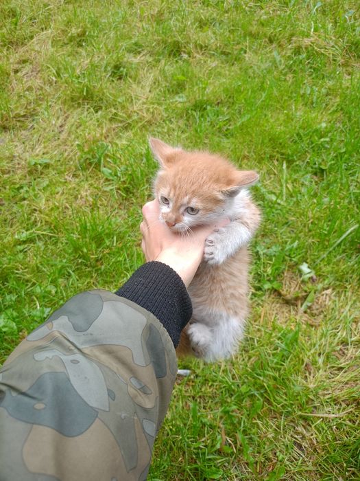 Oddam kota (10tyg) samodzielny energiczny