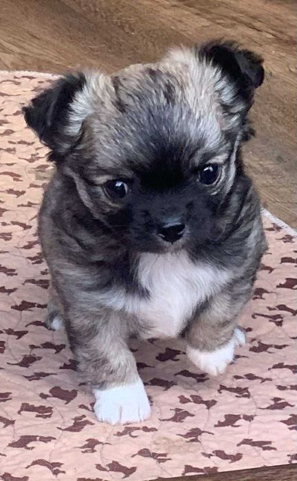 Chihuahua chłopiec długowłosy 5 tyg