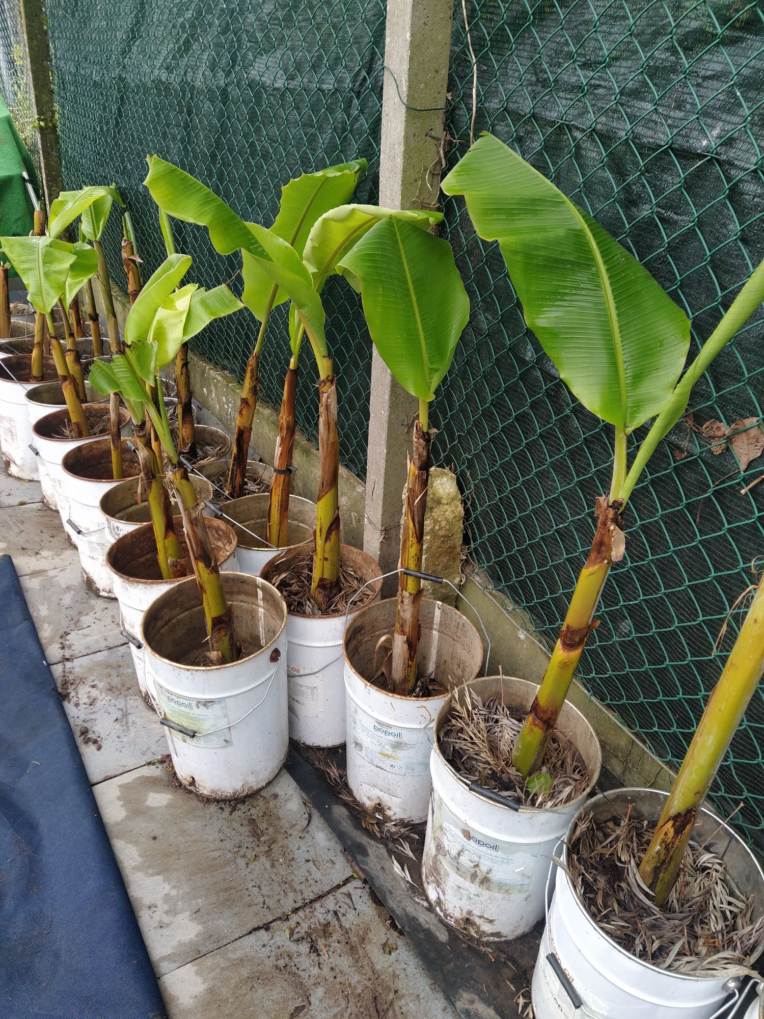 Bananeira envasadas para venda