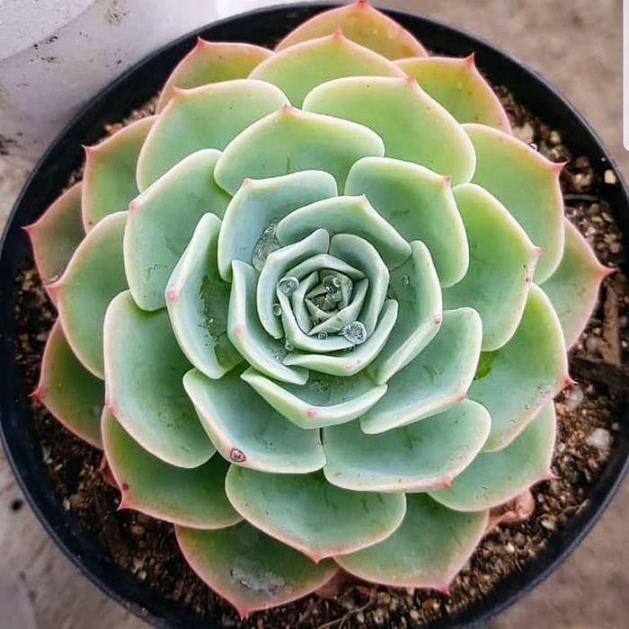 Vendo Aloe Vera, Espada São Jorge, Suculentas